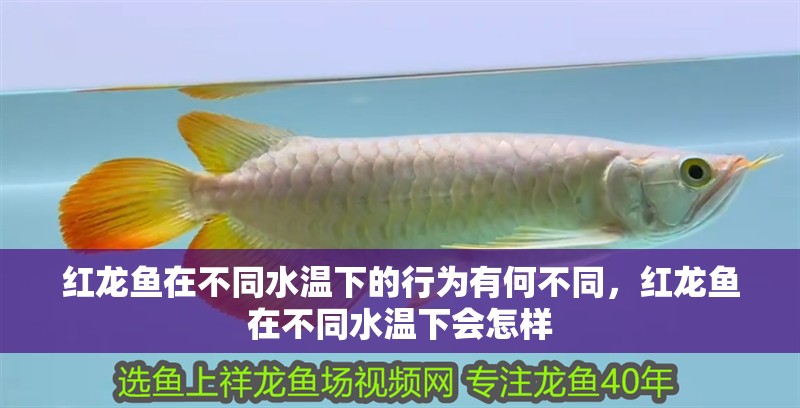 紅龍魚在不同水溫下的行為有何不同，紅龍魚在不同水溫下會怎樣