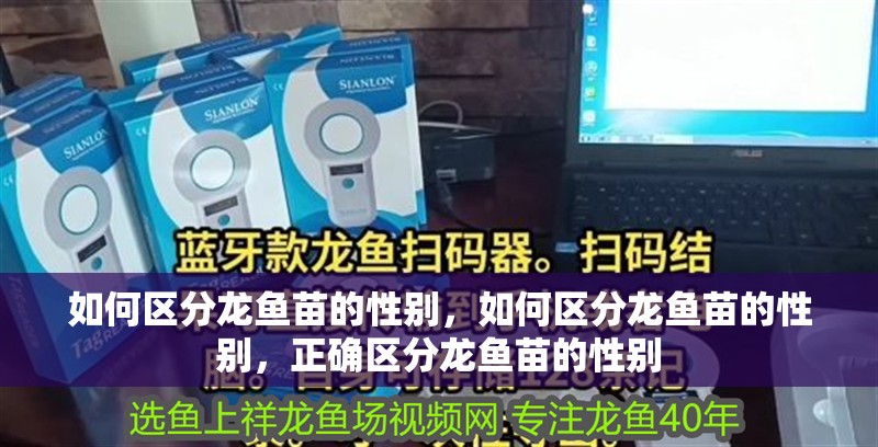 如何區(qū)分龍魚(yú)苗的性別，如何區(qū)分龍魚(yú)苗的性別，正確區(qū)分龍魚(yú)苗的性別