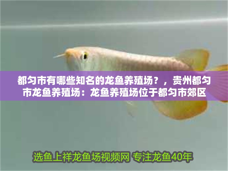 都勻市有哪些知名的龍魚養殖場？，貴州都勻市龍魚養殖場：龍魚養殖場位<strong><mark>于都</mark></strong>勻市郊區