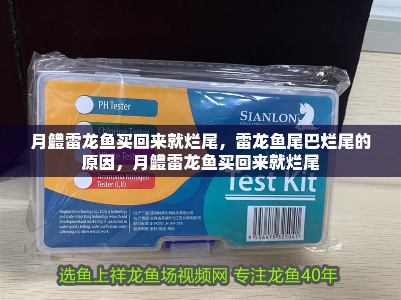 月鱧雷龍魚買回來就爛尾，雷龍魚尾巴爛尾的原因，月鱧雷龍魚買回來就爛尾