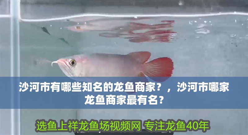 沙河市有哪些知名的龍魚(yú)商家？，沙河市哪家龍魚(yú)商家最有名？