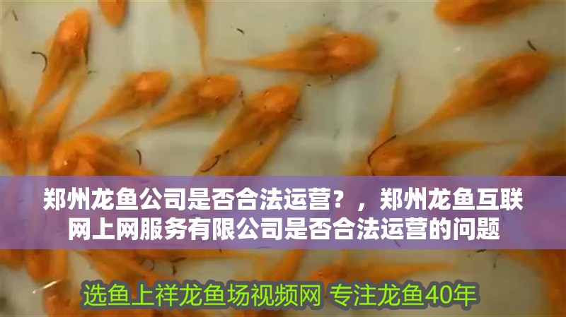給大魚缸換水的作文:體驗給大魚缸換水的樂趣:體驗給大魚缸換水:給大魚缸換水的作文 鄭州龍魚公司是否合法運營?,鄭州龍魚互聯(lián)網上網服務有限公司是否合法運營的問題 龍魚百科 鄭州龍魚公司是否合法運營?,鄭州龍魚互聯(lián)網上網服務有限公司是否合法運營的問題 鄭州龍魚公司是否合法運營?,鄭州龍魚互聯(lián)網上網服務有限公司是否合法運營的問題 龍魚百科