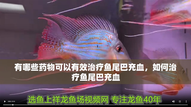 有哪些藥物可以有效治療魚尾巴充血，如何治療魚尾巴充血