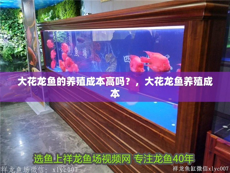 大花龍魚的養殖成本高嗎？，大花龍魚養殖成本