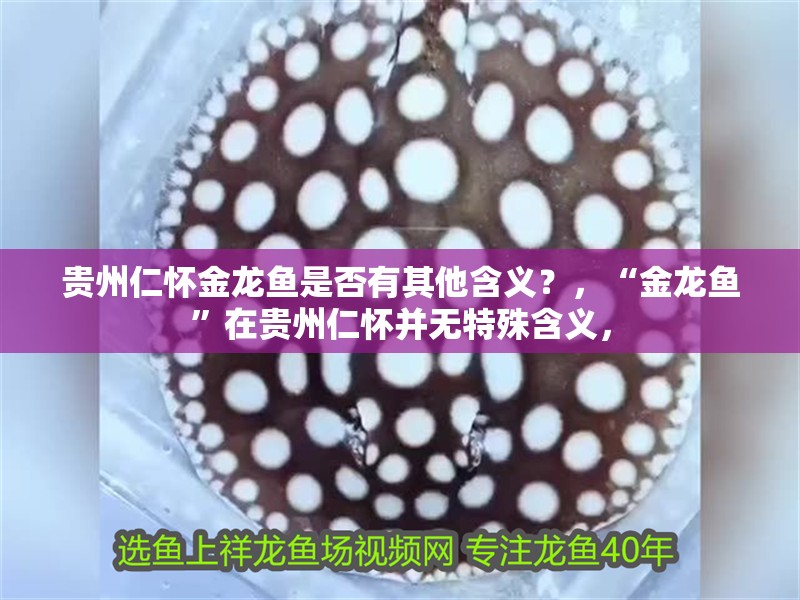 貴州仁懷金龍魚是否有其他含義？，“金龍魚”在貴州仁懷并無(wú)特殊含義， 貴州仁懷金龍魚是否有其他含義？，“金龍魚”在貴州仁懷并無(wú)特殊含義， 龍魚百科