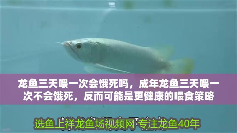 龍魚三天喂一次會(huì)餓死嗎，成年龍魚三天喂一次不會(huì)餓死，反而可能是更健康的喂食策略