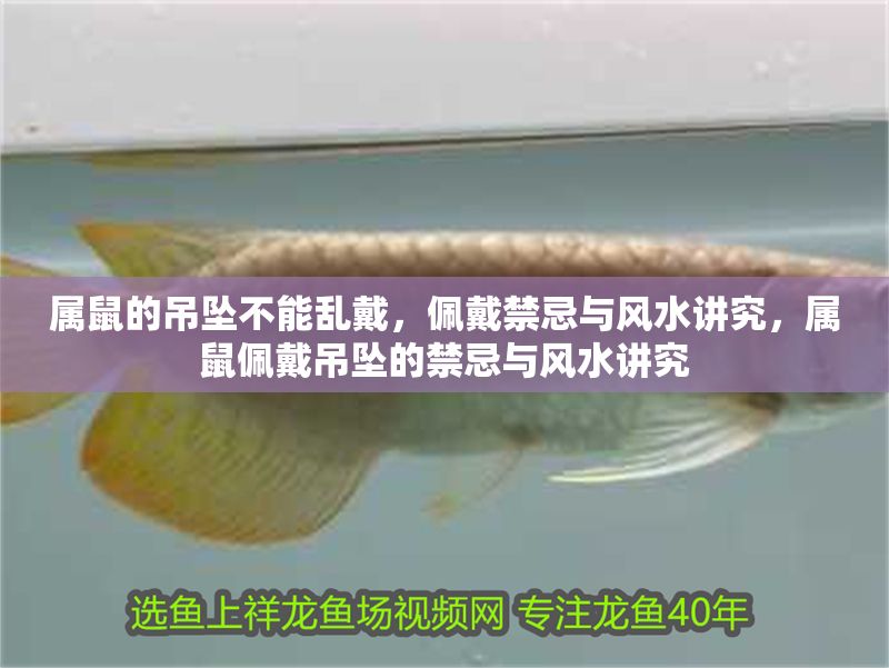 屬鼠的吊墜不能亂戴，佩戴禁忌與風水講究，屬鼠佩戴吊墜的禁忌與風水講究