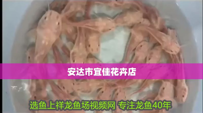 安達(dá)市宜佳花卉店 安達(dá)市宜佳花卉店 全國水族館企業(yè)名錄 第1張