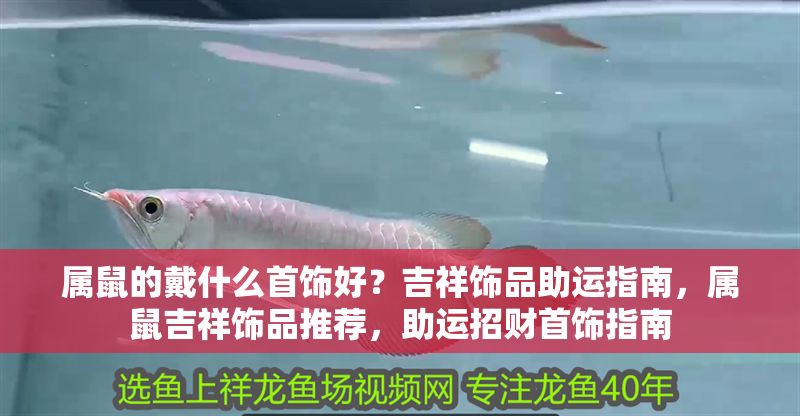 屬鼠的戴什么首飾好？吉祥飾品助運(yùn)指南，屬鼠吉祥飾品推薦，助運(yùn)招財(cái)首飾指南