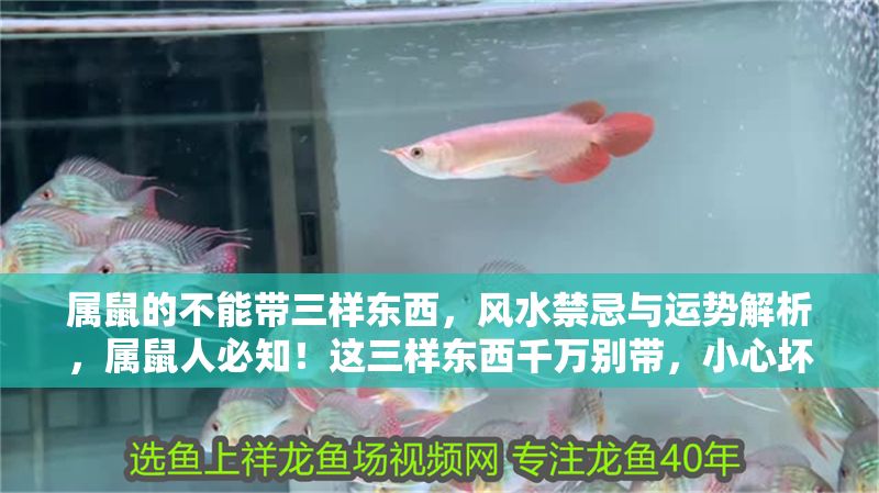 屬鼠的不能帶三樣東西，風水禁忌與運勢解析，屬鼠人必知！這三樣東西千萬別帶，小心壞了風水運勢