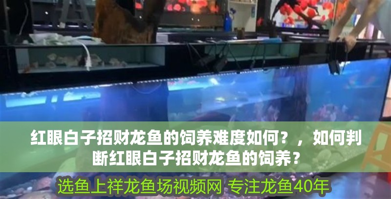 紅眼白子招財龍魚的飼養(yǎng)難度如何？，如何判斷紅眼白子招財龍魚的飼養(yǎng)？