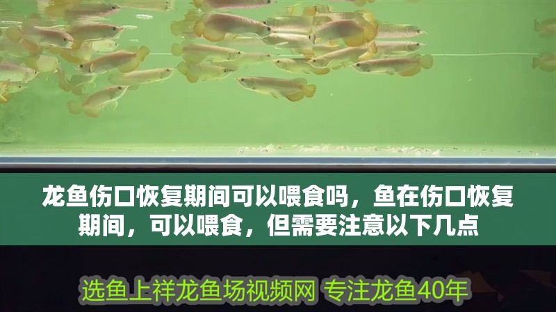 龍魚傷口恢復期間可以喂食嗎，魚在傷口恢復期間，可以喂食，但需要注意以下幾點