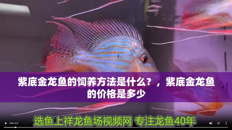 紫底金龍魚的飼養方法是什么？，紫底金龍魚的價格是多少
