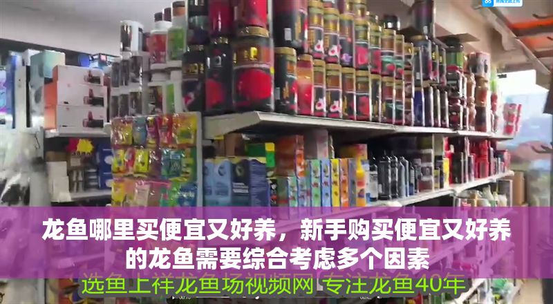 龍魚哪里買便宜又好養，新手購買便宜又好養的龍魚需要綜合考慮多個因素