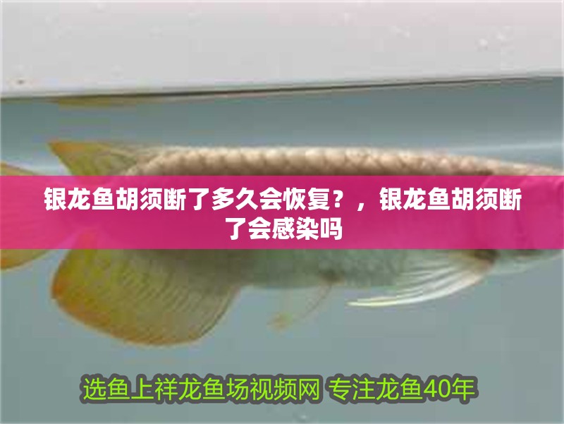 銀龍魚胡須斷了多久會恢復？，銀龍魚胡須斷了會感染嗎