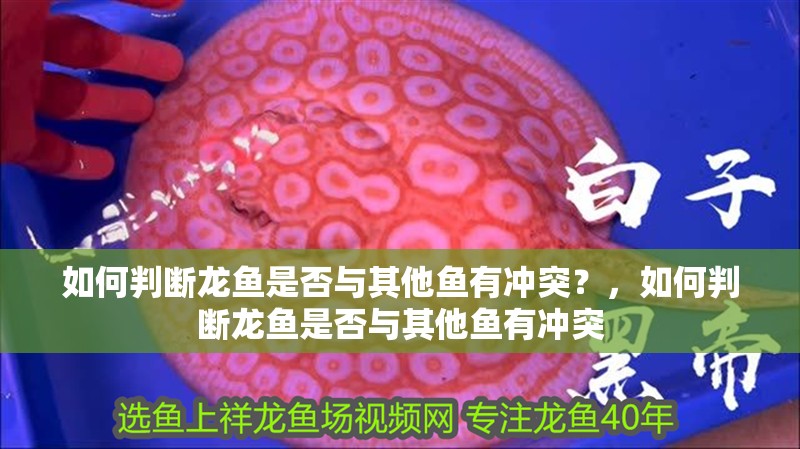 如何判斷龍魚是否與其他魚有沖突？，如何判斷龍魚是否與其他魚有沖突