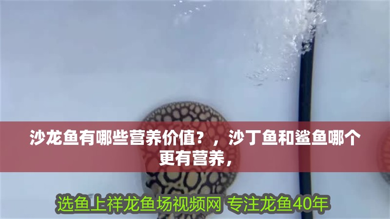 沙龍魚有哪些營養(yǎng)價值？，沙丁魚和鯊魚哪個更有營養(yǎng)，