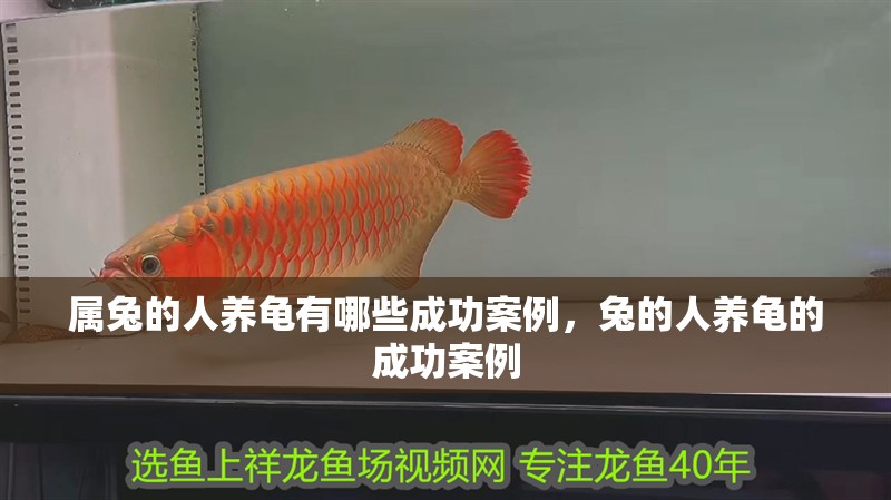 屬兔的人養龜有哪些成功案例，兔的人養龜的成功案例