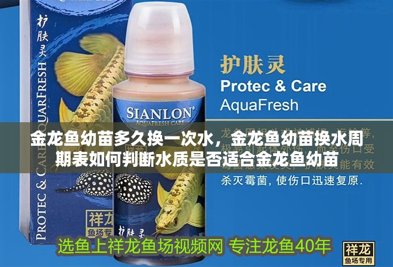 金龍魚幼苗多久換一次水，金龍魚幼苗換水周期表如何判斷水質是否適合金龍魚幼苗