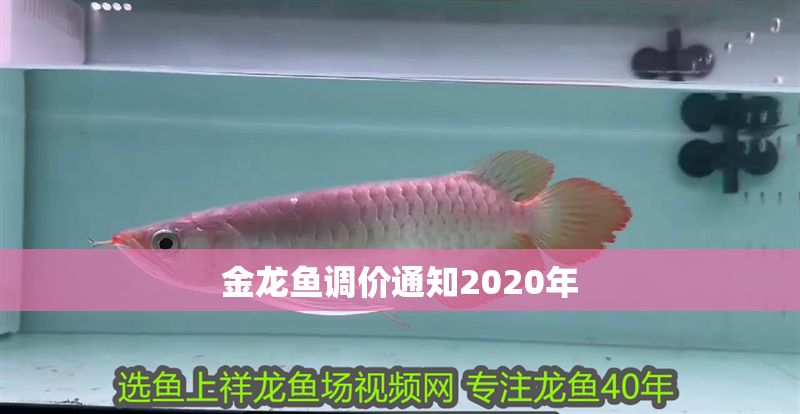 金龍魚調價通知2020年