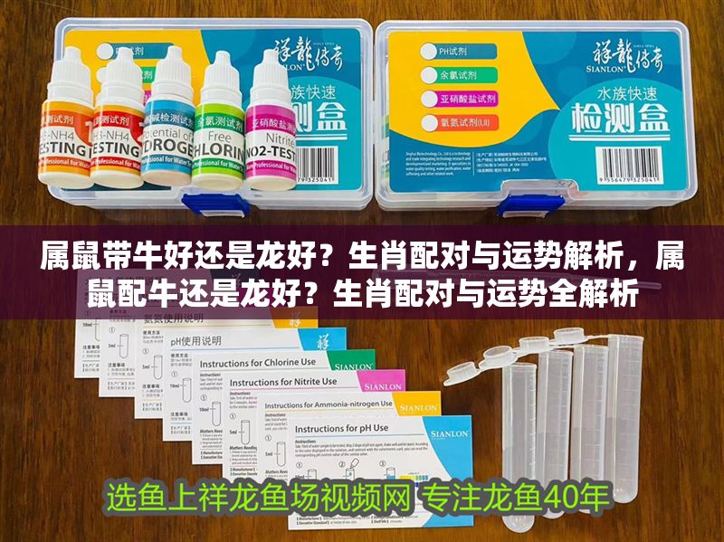 屬鼠帶牛好還是龍好？生肖配對與運勢解析，屬鼠配牛還是龍好？生肖配對與運勢全解析