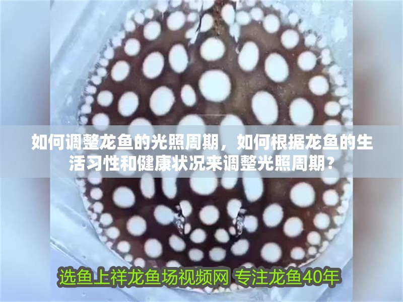 如何調整龍魚的光照周期，如何根據龍魚的生活習性和健康狀況來調整光照周期？