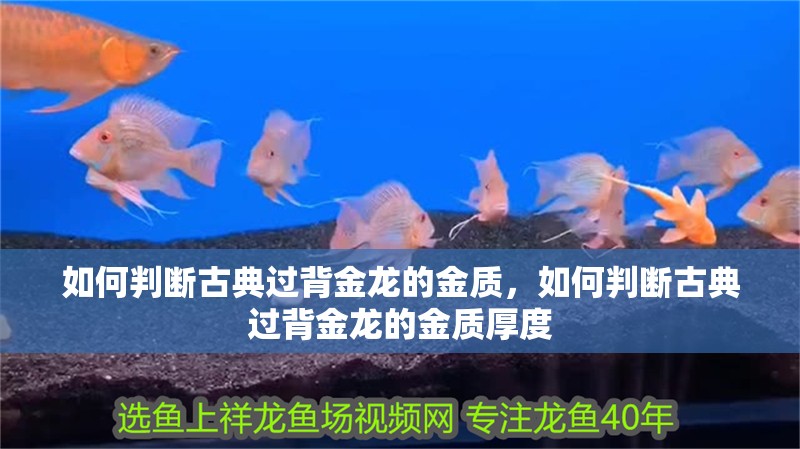 如何判斷古典過背金龍的金質，如何判斷古典過背金龍的金質厚度
