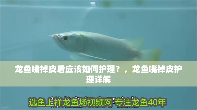 龍魚嘴掉皮后應該如何護理？，龍魚嘴掉皮護理詳解