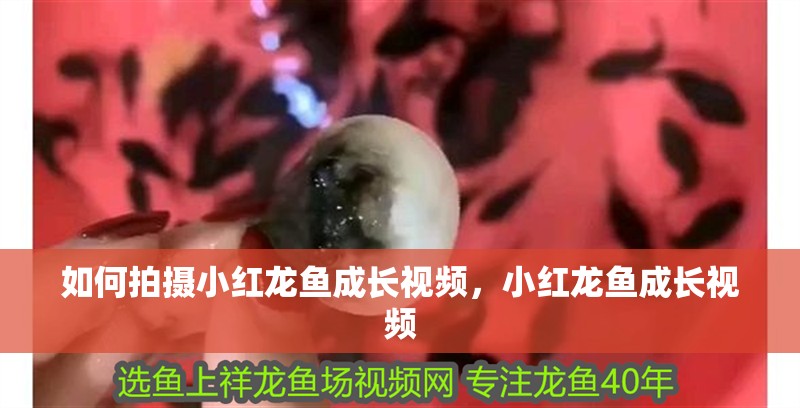 如何拍攝小紅龍魚成長視頻，小紅龍魚成長視頻