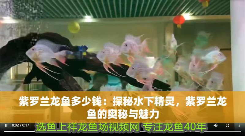 紫羅蘭龍魚多少錢：探秘水下精靈，紫羅蘭龍魚的奧秘與魅力