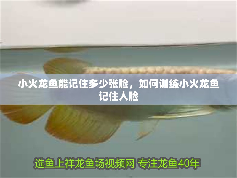 小火龍魚能記住多少張臉，如何訓練小火龍魚記住人臉