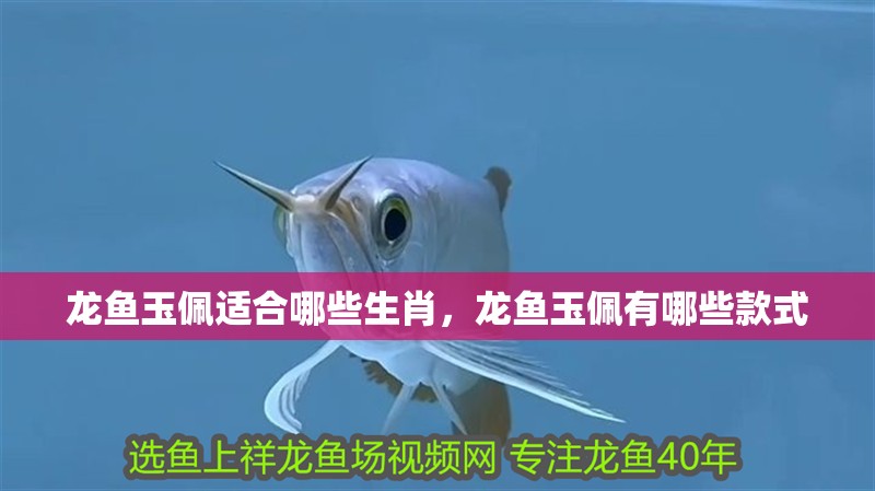 龍魚玉佩適合哪些生肖，龍魚玉佩有哪些款式