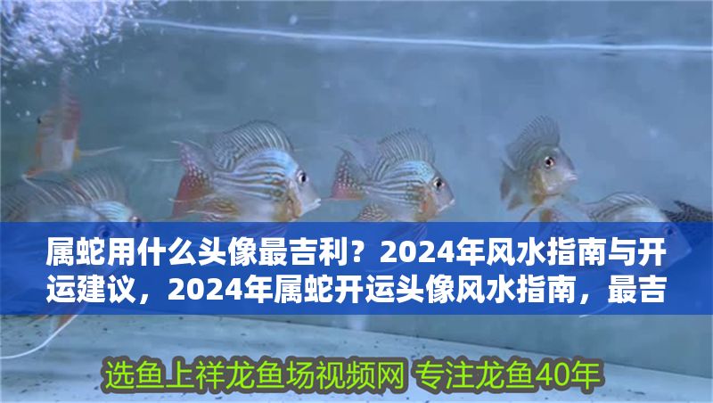 屬蛇用什么頭像最吉利？2024年風水指南與開運建議，2024年屬蛇開運頭像風水指南，最吉利頭像選擇與運勢提升建議