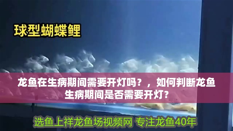 龍魚在生病期間需要開燈嗎？，如何判斷龍魚生病期間是否需要開燈？
