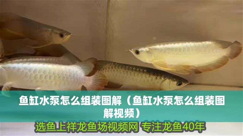 魚缸水泵怎么組裝圖解（魚缸水泵怎么組裝圖解視頻）