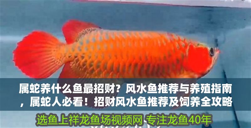 屬蛇養什么魚最招財？風水魚推薦與養殖指南，屬蛇人必看！招財風水魚推薦及飼養全攻略