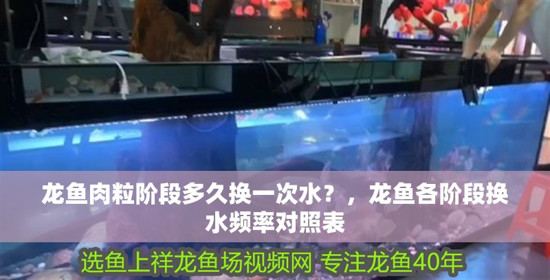 龍魚肉粒階段多久換一次水？，龍魚各階段換水頻率對照表