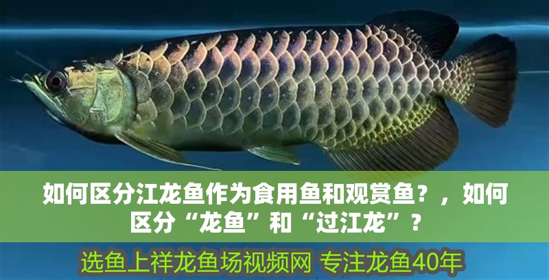 如何區分江龍魚作為食用魚和觀賞魚？，如何區分“龍魚”和“過江龍”？
