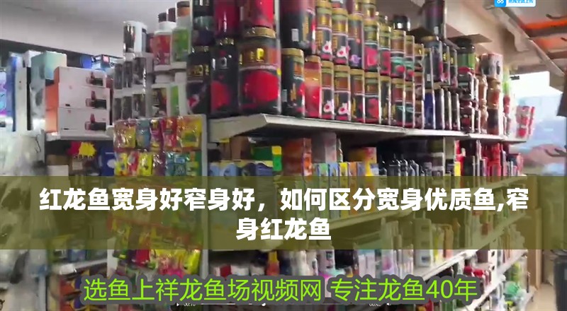 紅龍魚寬身好窄身好，如何區(qū)分寬身優(yōu)質(zhì)魚,窄身紅龍魚