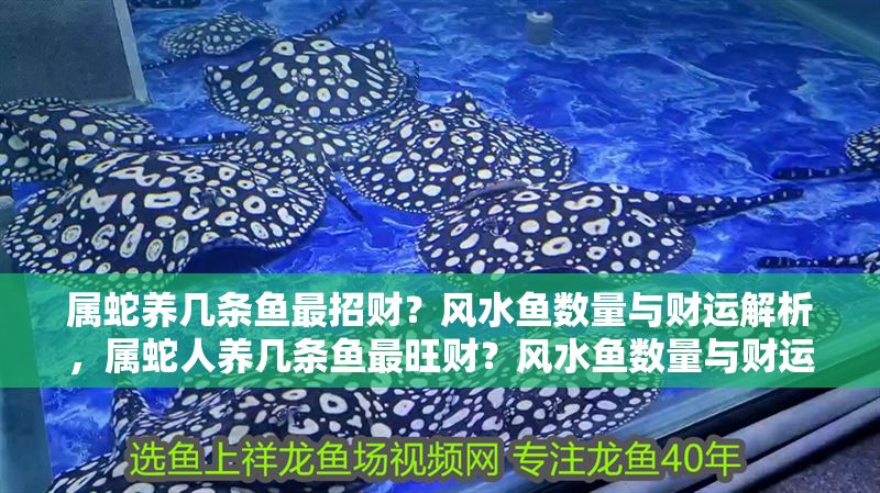 屬蛇養(yǎng)幾條魚最招財？風(fēng)水魚數(shù)量與財運解析，屬蛇人養(yǎng)幾條魚最旺財？風(fēng)水魚數(shù)量與財運關(guān)系詳解