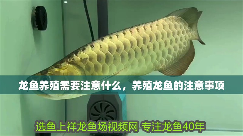 龍魚(yú)養(yǎng)殖需要注意什么，養(yǎng)殖龍魚(yú)的注意事項(xiàng)