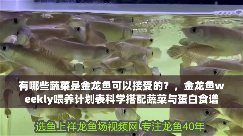 有哪些蔬菜是金龍魚可以接受的？，金龍魚weekly喂養計劃表科學搭配蔬菜與蛋白食譜