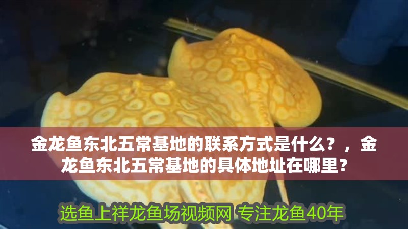 金龍魚東北<strong><mark>五常</mark></strong>基地的聯系方式是什么？，金龍魚東北<strong><mark>五常</mark></strong>基地的具體地址在哪里？