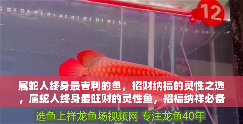 屬蛇人終身最吉利的魚，招財(cái)納福的靈性之選，屬蛇人終身最旺財(cái)?shù)撵`性魚，招福納祥必備之選