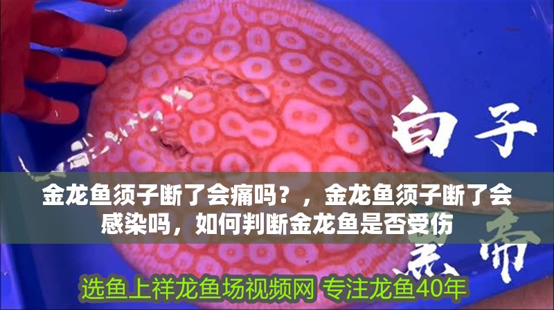 金龍魚須子斷了會痛嗎？，金龍魚須子斷了會感染嗎，如何判斷金龍魚是否受傷