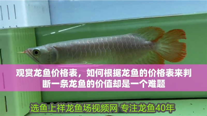 觀賞龍魚(yú)價(jià)格表，如何根據(jù)龍魚(yú)的價(jià)格表來(lái)判斷一條龍魚(yú)的價(jià)值卻是一個(gè)難題