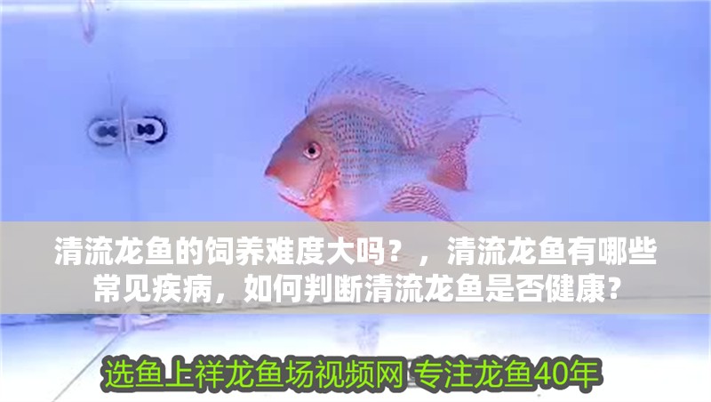 清流龍魚的飼養(yǎng)難度大嗎？，清流龍魚有哪些常見(jiàn)疾病，如何判斷清流龍魚是否健康？
