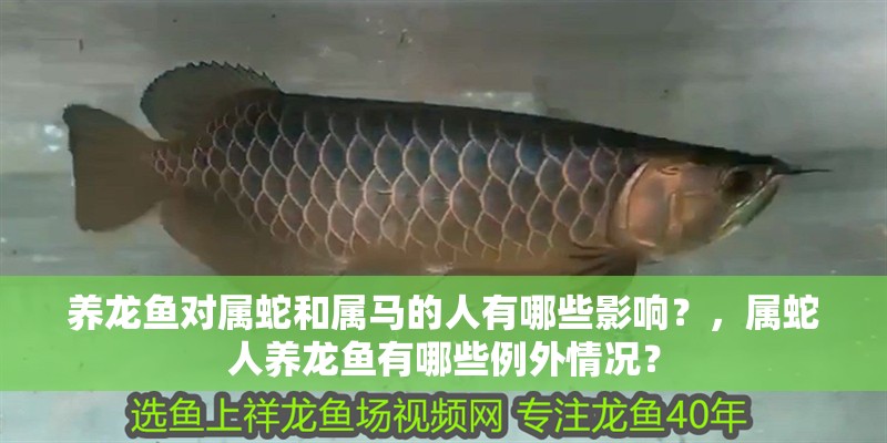 養(yǎng)龍魚對屬蛇和屬馬的人有哪些影響？，屬蛇人養(yǎng)龍魚有哪些例外情況？
