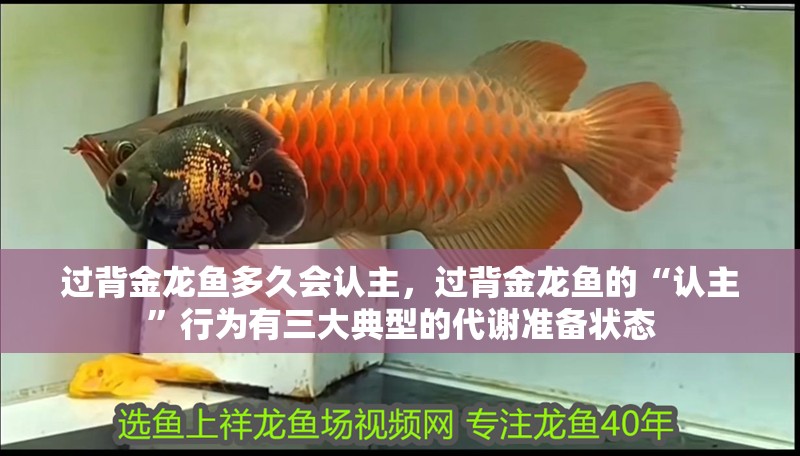 過背金龍魚多久會認主，過背金龍魚的“認主”行為有三大典型的代謝準備狀態 過背金龍魚多久會認主，過背金龍魚的“認主”行為有三大典型的代謝準備狀態 龍魚百科