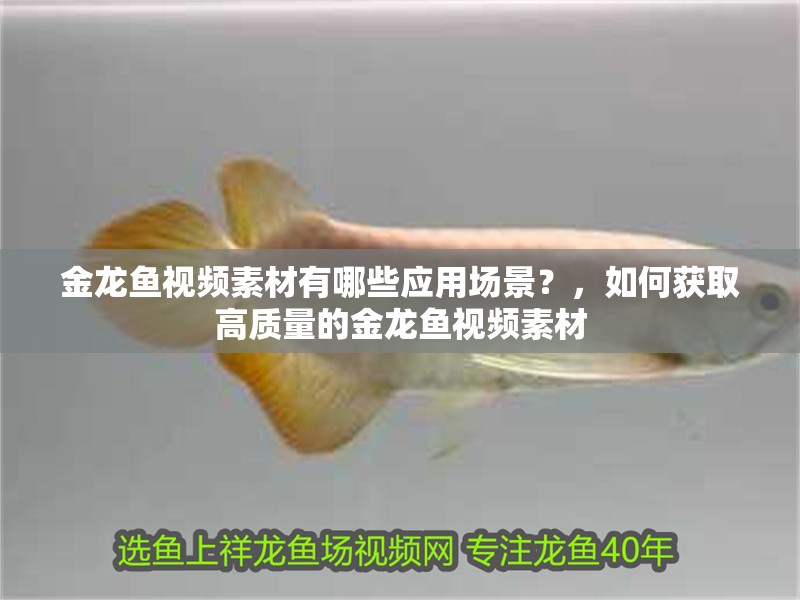 金龍魚視頻素材有哪些應用場景？，如何獲取高質量的金龍魚視頻素材